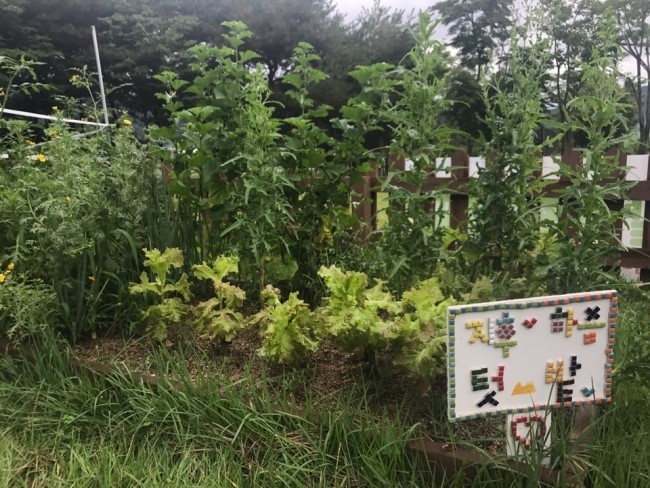 텃밭 작물.jpg